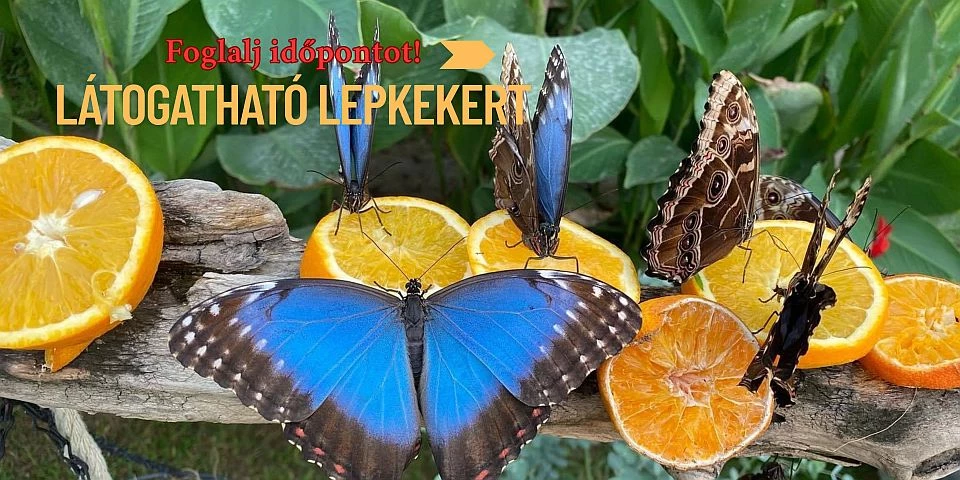 Motobutterfly lepkekert