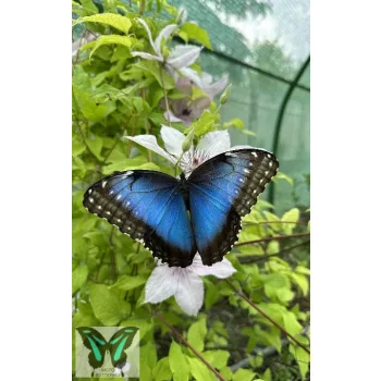 Morpho peleides - Azúrlepke báb