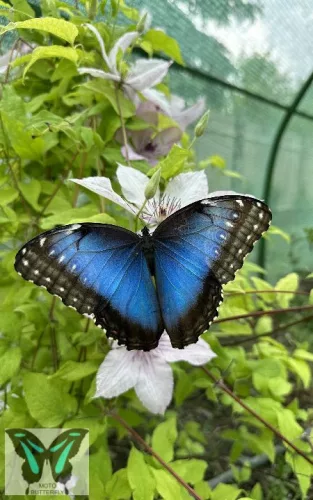Morpho peleides - Azúrlepke báb
