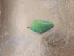 Morpho peleides - Azúrlepke báb