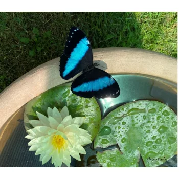 Morpho achilles lepke báb