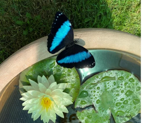 Morpho achilles lepke báb