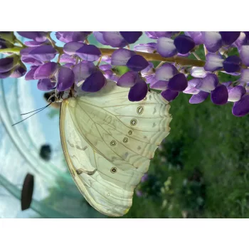 Morpho polyphemus lepke báb