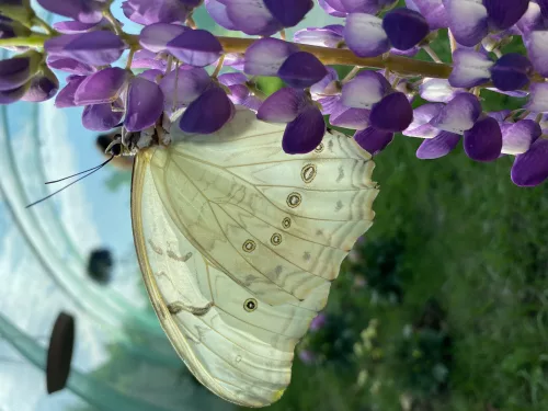 Morpho polyphemus lepke báb