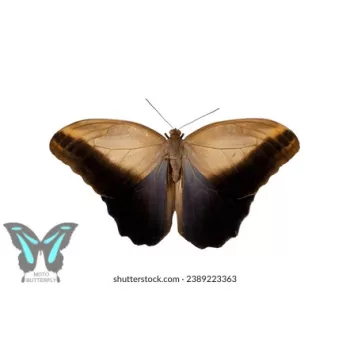Caligo eurilochus lepke báb