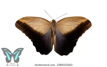 Caligo eurilochus lepke báb