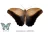 Caligo eurilochus lepke báb