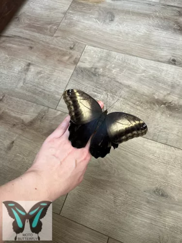 Caligo oileus lepke báb