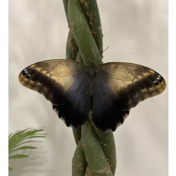 Caligo memnon lepke báb