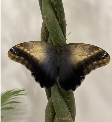 Caligo memnon lepke báb