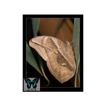 Eryphanis polyxena lepkebáb