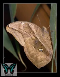 Eryphanis polyxena lepkebáb