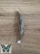 Eryphanis polyxena lepkebáb