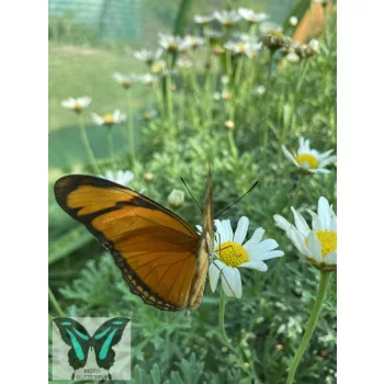 Dryas julia lepke báb