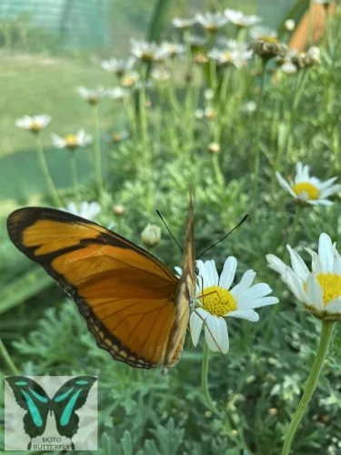 Dryas julia lepke báb