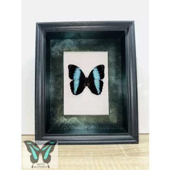 Morpho achilles lepke fekete 3D keretben zöld rámával