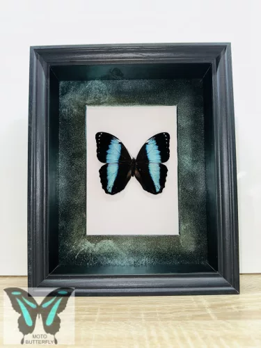 Morpho achilles lepke fekete 3D keretben zöld rámával