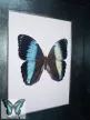Morpho achilles lepke fekete 3D keretben zöld rámával