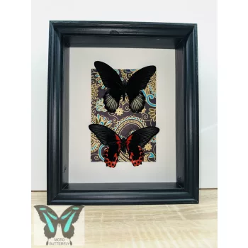   Papilio rumazovia sima& fordított valódi lepke fekete keretben