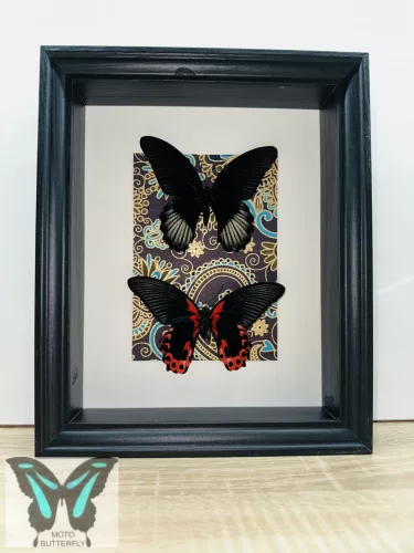 Papilio rumazovia sima& fordított valódi lepke fekete keretben