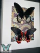 Papilio rumazovia sima& fordított valódi lepke fekete keretben