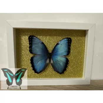   Morpho peleides lepke fehér keretben arany csillámos háttérrel
