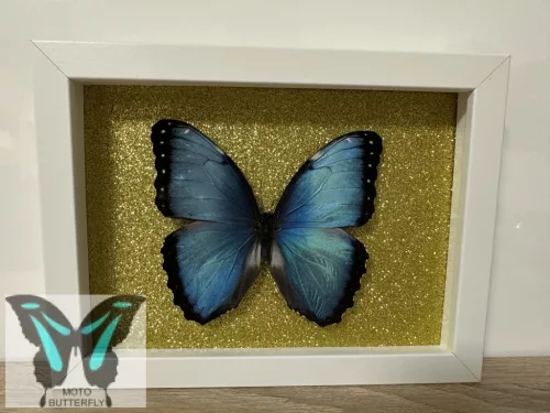 Morpho peleides lepke fehér keretben arany csillámos háttérrel