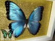 Morpho peleides lepke fehér keretben arany csillámos háttérrel