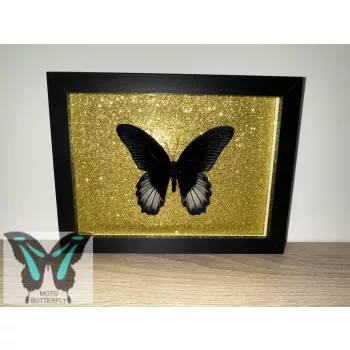   Papilio rumanzovia lepke fekete keretben arany csillámos háttérrel