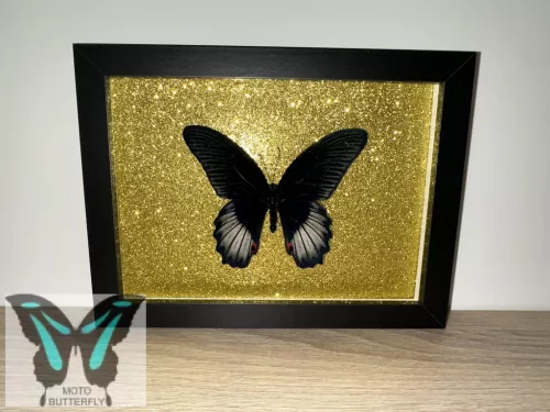 Papilio rumanzovia lepke fekete keretben arany csillámos háttérrel