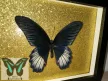 Papilio rumanzovia lepke fekete keretben arany csillámos háttérrel