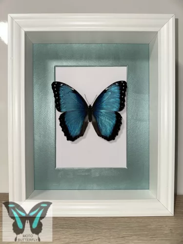 Morpho peleides valódi lepke fehér keretben vk_2