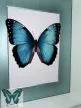 Morpho peleides valódi lepke fehér keretben vk_2