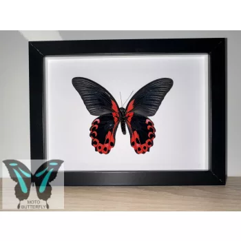 Papilio rumanzovia fordított lepke fekete keretben