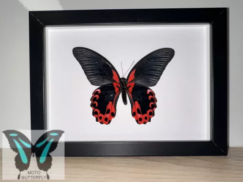 Papilio rumanzovia fordított lepke fekete keretben
