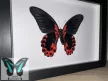 Papilio rumanzovia fordított lepke fekete keretben