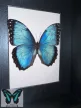 Morpho peleides valódi lepke fekete keretben skék