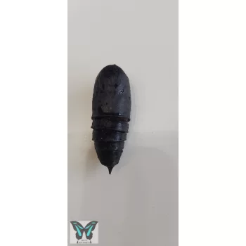 Bunaea aslauga lepke báb 