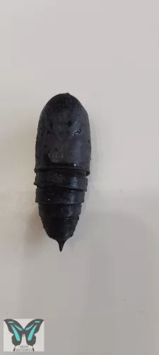 Bunaea aslauga lepke báb 
