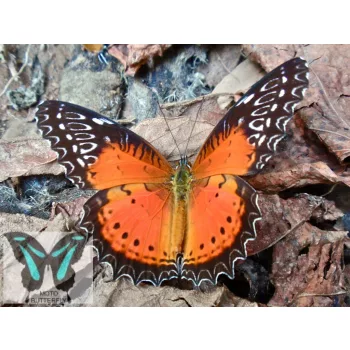 Cethosia biblis lepke báb