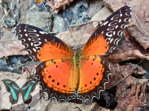 Cethosia biblis lepke báb