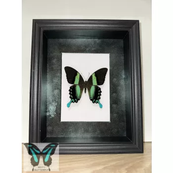 Papilio blumei valódi lepke fekete keretben zöld