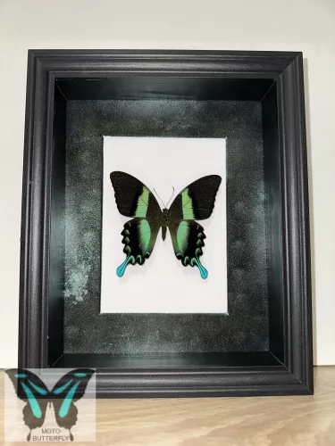 Papilio blumei valódi lepke fekete keretben zöld