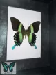 Papilio blumei valódi lepke fekete keretben zöld