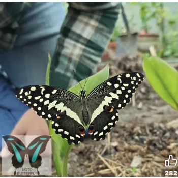 Papilio demodocus lepke báb
