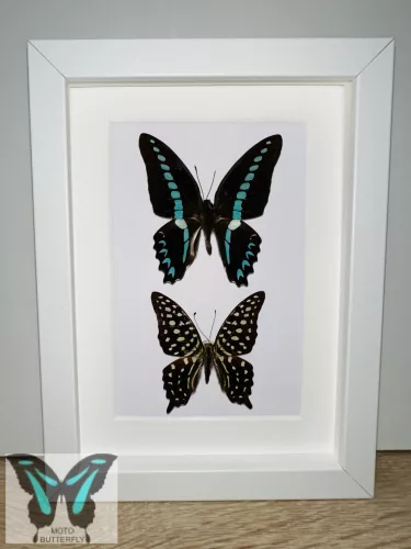 Graphium páros valódi pillangó fehér 3D keretben