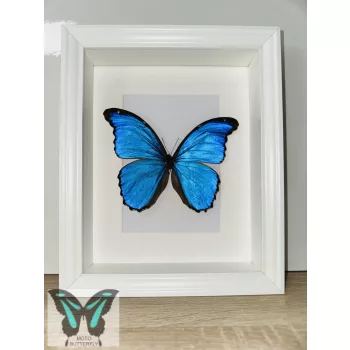 Morpho didius lepke fehér 3D keretben
