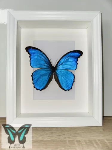 Morpho didius lepke fehér 3D keretben
