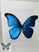 Morpho didius lepke fehér 3D keretben