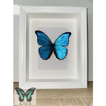 Morpho didius lepke fehér 3D keretben 2